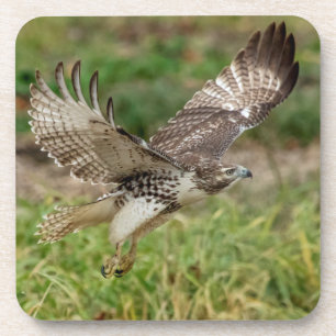 Immature Red Tailed Hawk Coaster
