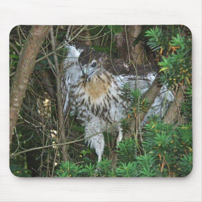 Immature Red Tailed Hawk Coordinating Items Mouse Pad (Front)