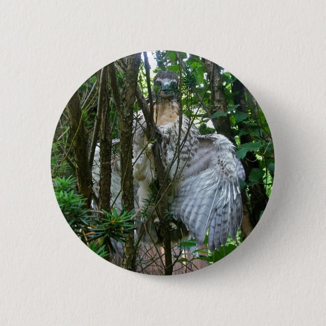 Immature Red Tailed Hawk Coordinating Items Pinback Button (Front)