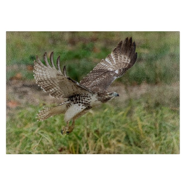 Immature Red Tailed Hawk Cutting Board (Front)