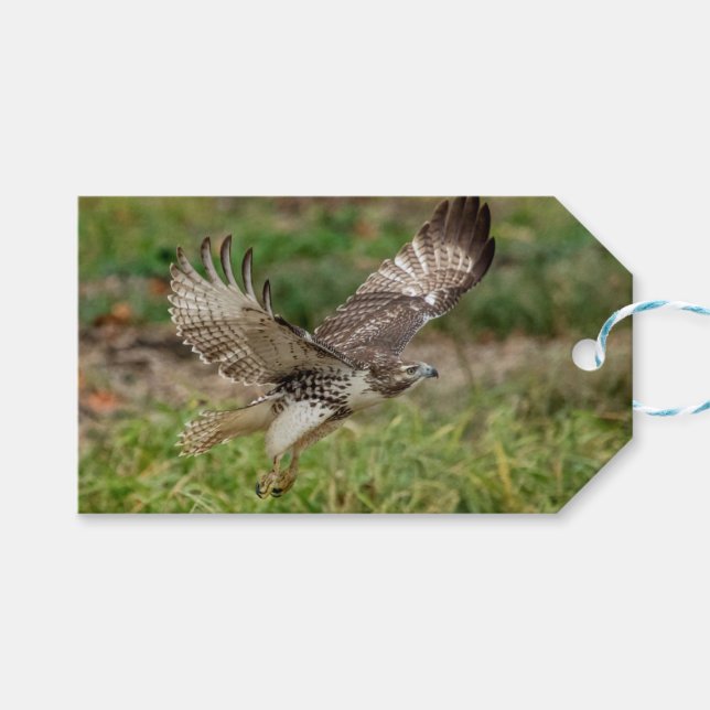Immature Red Tailed Hawk Gift Tags (Front (Horizontal))