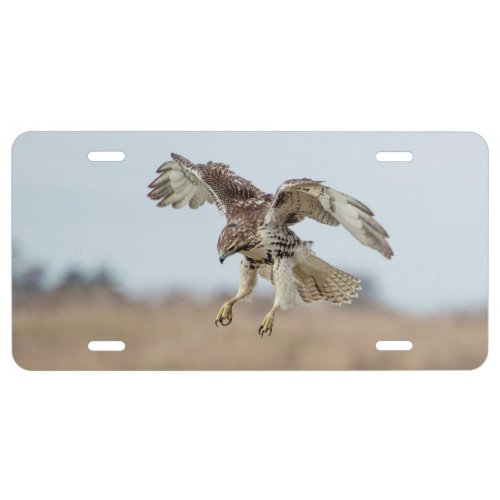 Immature Red Tailed Hawk Hovering License Plate