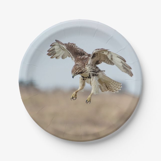 Immature Red Tailed Hawk Hovering Paper Plates (Front)