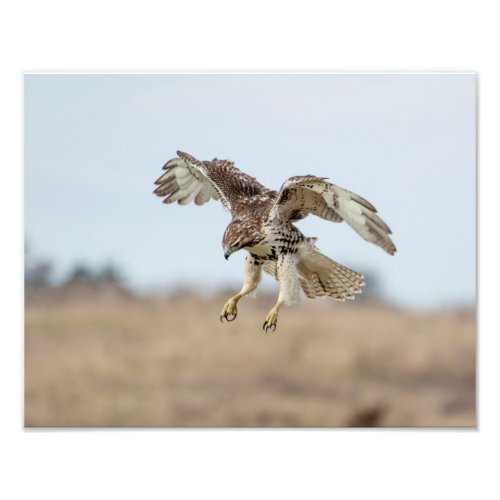 Immature Red Tailed Hawk Hovering Photo Print