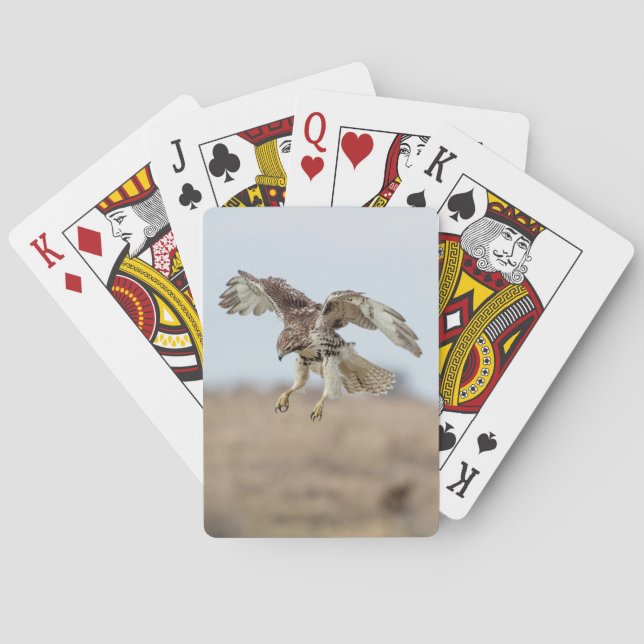 Immature Red Tailed Hawk Hovering Poker Cards (Back)