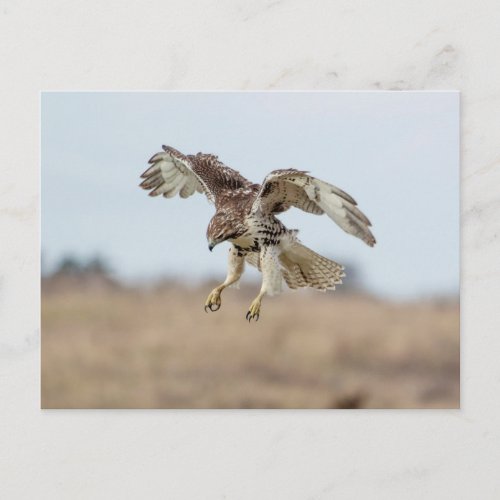 Immature Red Tailed Hawk Hovering Postcard