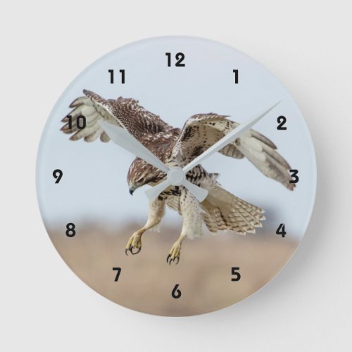Immature Red Tailed Hawk Hovering Round Clock