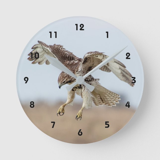 Immature Red Tailed Hawk Hovering Round Clock (Front)