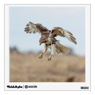 Immature Red Tailed Hawk Hovering Wall Decal