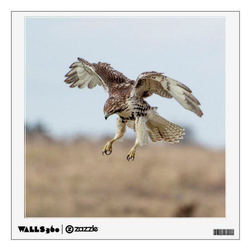Immature Red Tailed Hawk Hovering Wall Decal