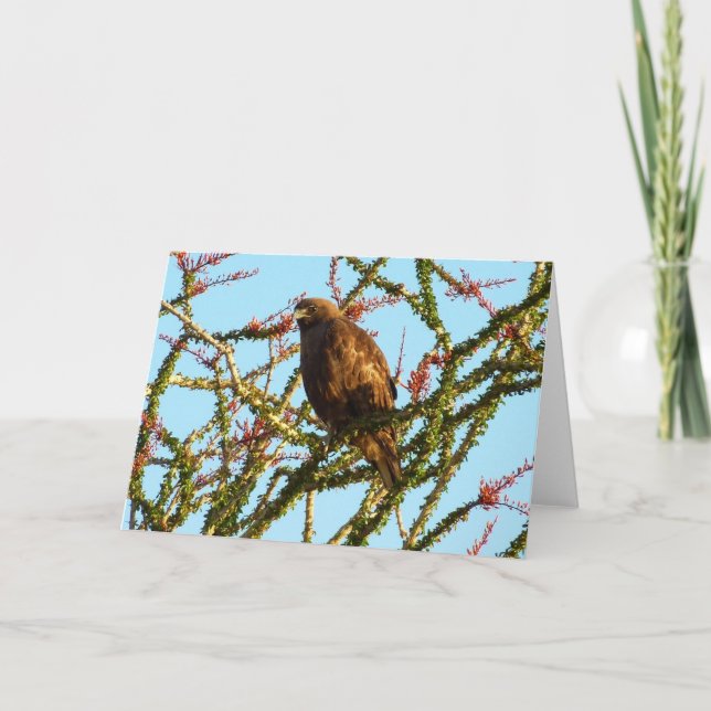 Immature Red-Tailed Hawk in Ocotillo Bush Card (Front)