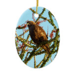 Immature Red-Tailed Hawk in Ocotillo Bush Ceramic Ornament