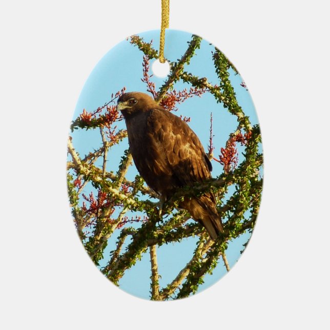 Immature Red-Tailed Hawk in Ocotillo Bush Ceramic Ornament (Front)
