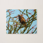 Immature Red-Tailed Hawk in Ocotillo Bush Jigsaw Puzzle