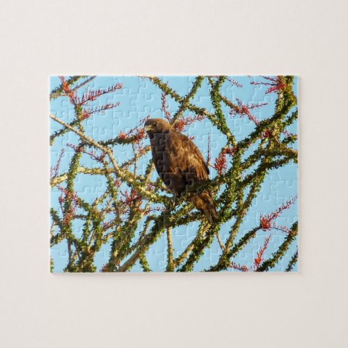 Immature Red_Tailed Hawk in Ocotillo Bush Jigsaw Puzzle