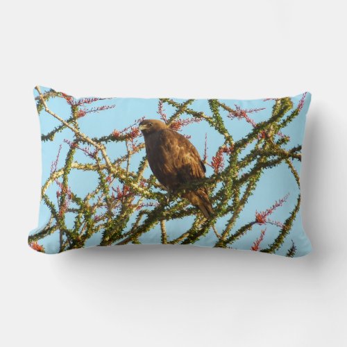 Immature Red_Tailed Hawk in Ocotillo Bush Lumbar Pillow