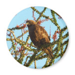 Immature Red-Tailed Hawk in Ocotillo Bush Magnet