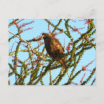 Immature Red-Tailed Hawk in Ocotillo Bush Postcard
