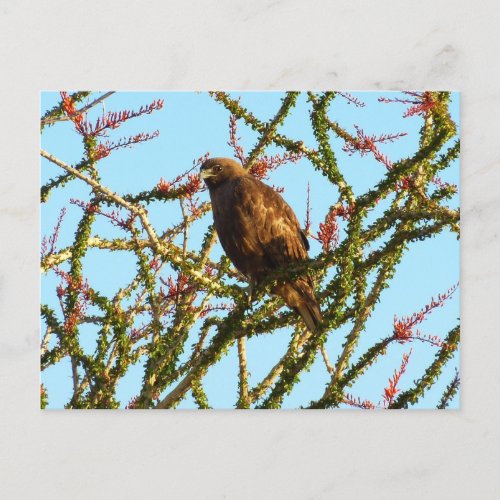 Immature Red_Tailed Hawk in Ocotillo Bush Postcard
