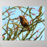 Immature Red-Tailed Hawk in Ocotillo Bush Poster