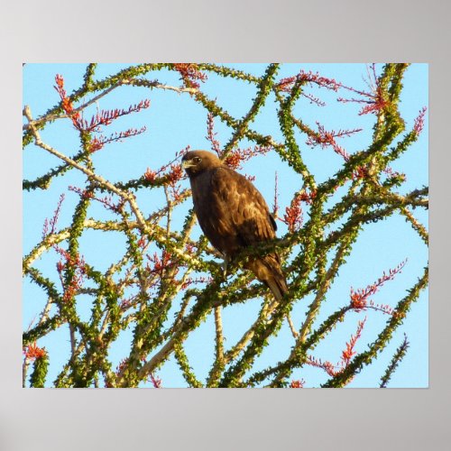 Immature Red_Tailed Hawk in Ocotillo Bush Poster