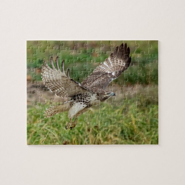 Immature Red Tailed Hawk Jigsaw Puzzle (Horizontal)