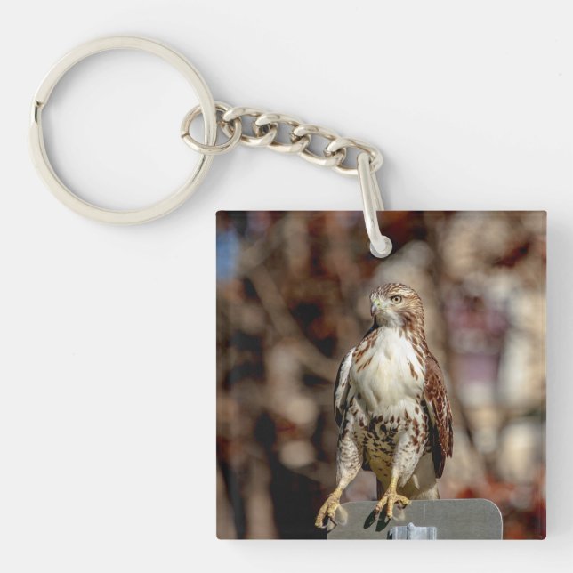Immature Red Tailed Hawk Keychain (Front)