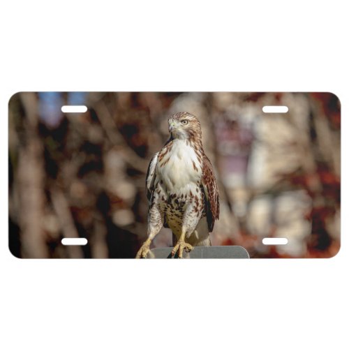 Immature Red Tailed Hawk License Plate
