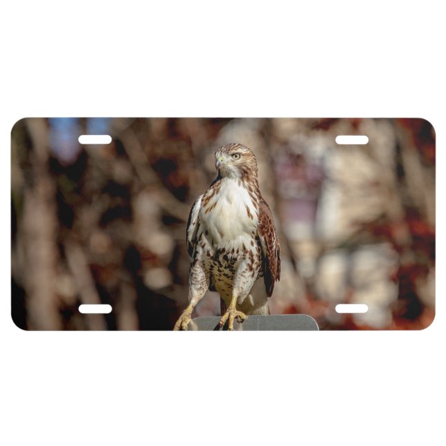 Immature Red Tailed Hawk License Plate (Front)