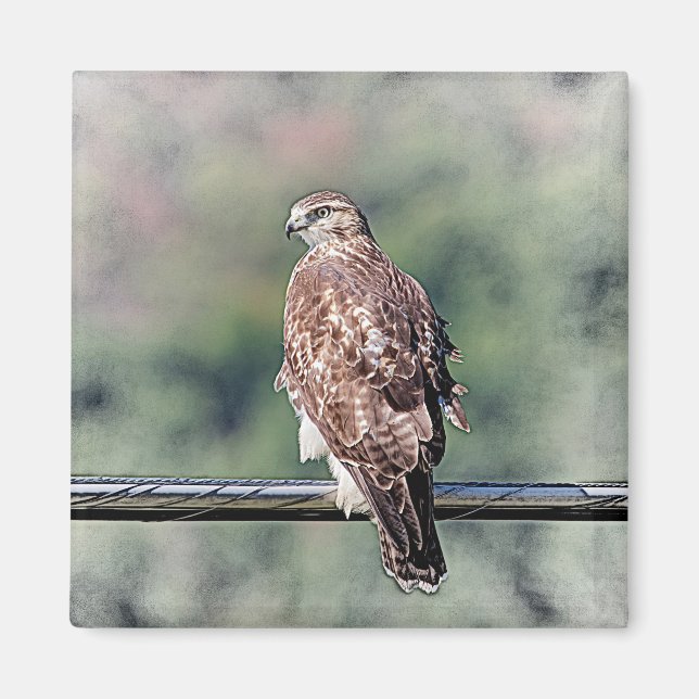 Immature Red Tailed Hawk Magnet (Front)