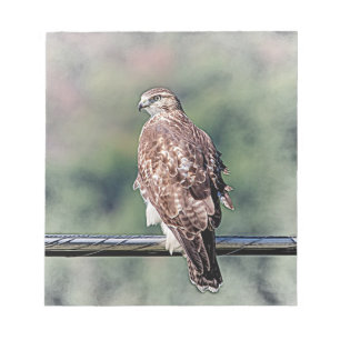 Immature Red Tailed Hawk Notepad