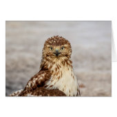 Immature Red-Tailed Hawk on the ground (Front Horizontal)