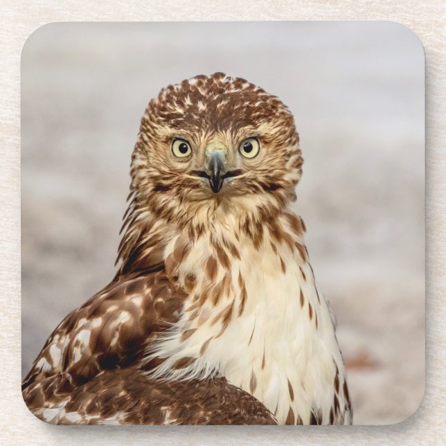 Immature Red-Tailed Hawk on the ground Beverage Coaster (Front)