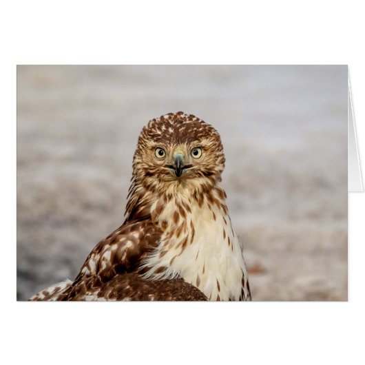 Immature Red-Tailed Hawk on the ground Cards (Front Horizontal)