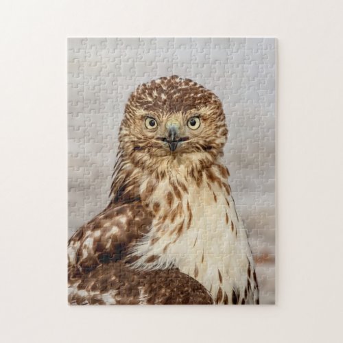 Immature Red_Tailed Hawk on the ground Jigsaw Puzzle