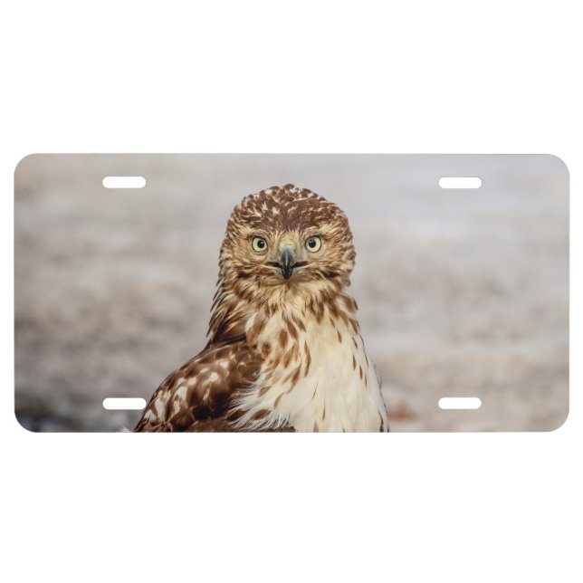 Immature Red-Tailed Hawk on the ground License Plate (Front)