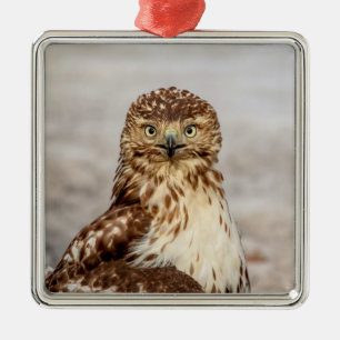 Immature Red-Tailed Hawk on the ground Metal Ornament