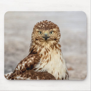 Immature Red-Tailed Hawk on the ground Mouse Pad