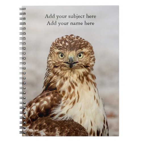 Immature Red_Tailed Hawk on the ground Notebook