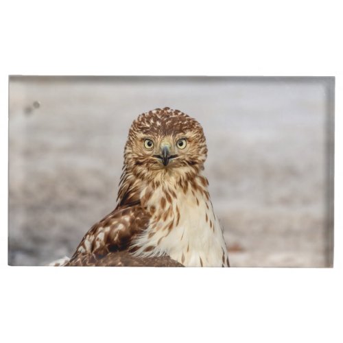 Immature Red_Tailed Hawk on the ground Place Card Holder