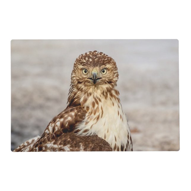 Immature Red-Tailed Hawk on the ground Placemat (Front)
