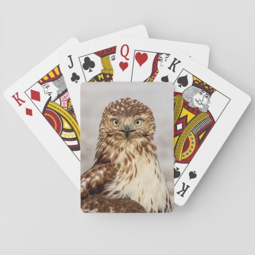 Immature Red_Tailed Hawk on the ground Playing Cards