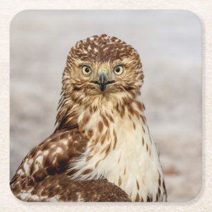 Immature Red-Tailed Hawk on the ground Square Paper Coaster