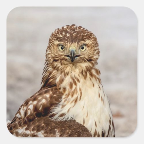 Immature Red_Tailed Hawk on the ground Square Sticker