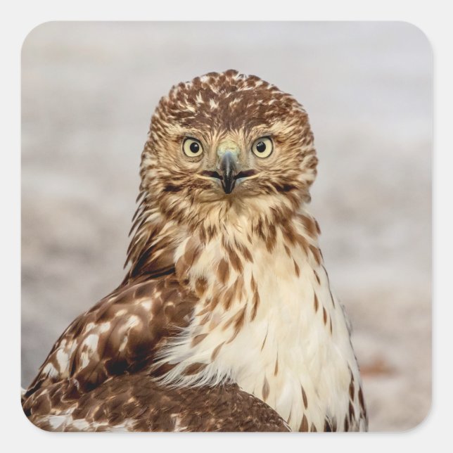 Immature Red-Tailed Hawk on the ground Square Sticker (Front)