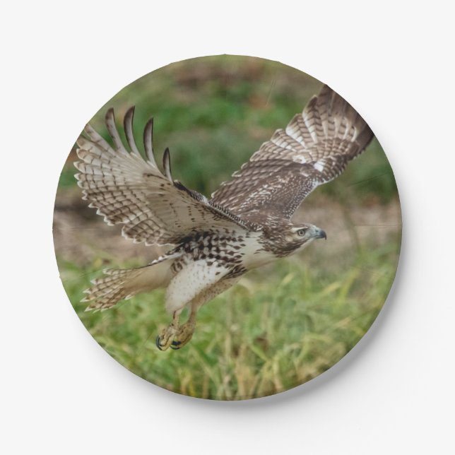 Immature Red Tailed Hawk Paper Plates (Front)