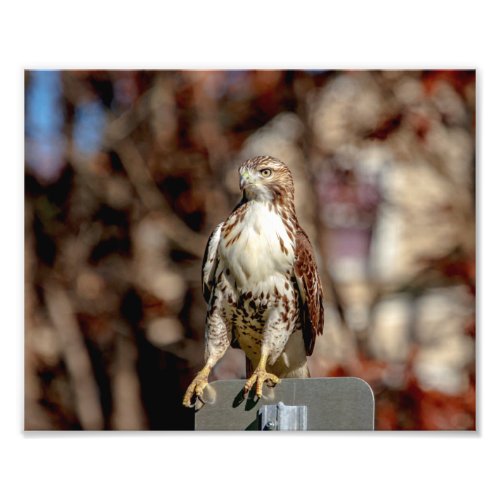 Immature Red Tailed Hawk Photo Print