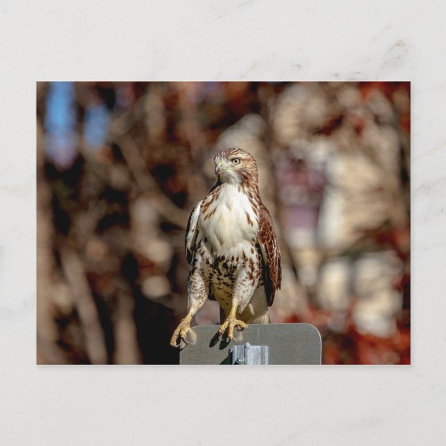 Immature Red Tailed Hawk Postcard (Front)