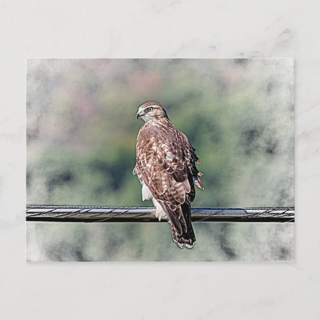 Immature Red Tailed Hawk Postcard (Front)