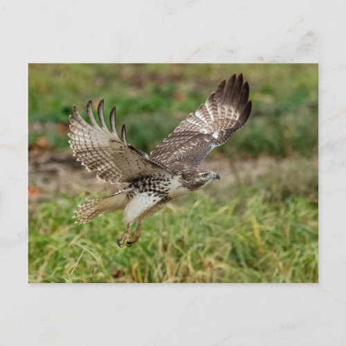 Immature Red Tailed Hawk Postcard